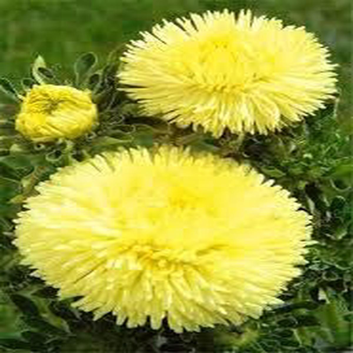 Lemon Yellow Aster Flower Seeds for Planting  Heirloom, Non-GMO, High Germination, Organic Garden Seeds
