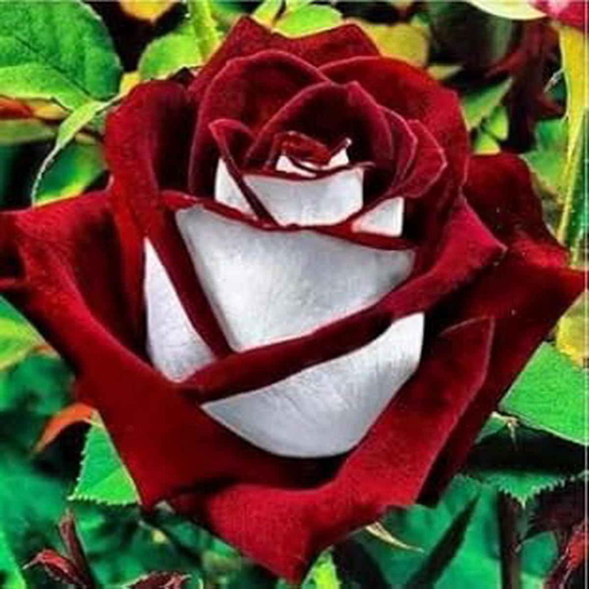 White Red Holland Rose Flower Seeds for Planting Heirloom, Non-GMO, High Germination Organic Garden Seeds