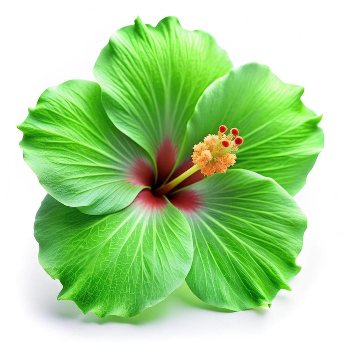 Green Hibiscus (Hibiscus Sabdariffa) Flower Seeds  Heirloom, Non-GMO, Annual, Pollinator-Friendly