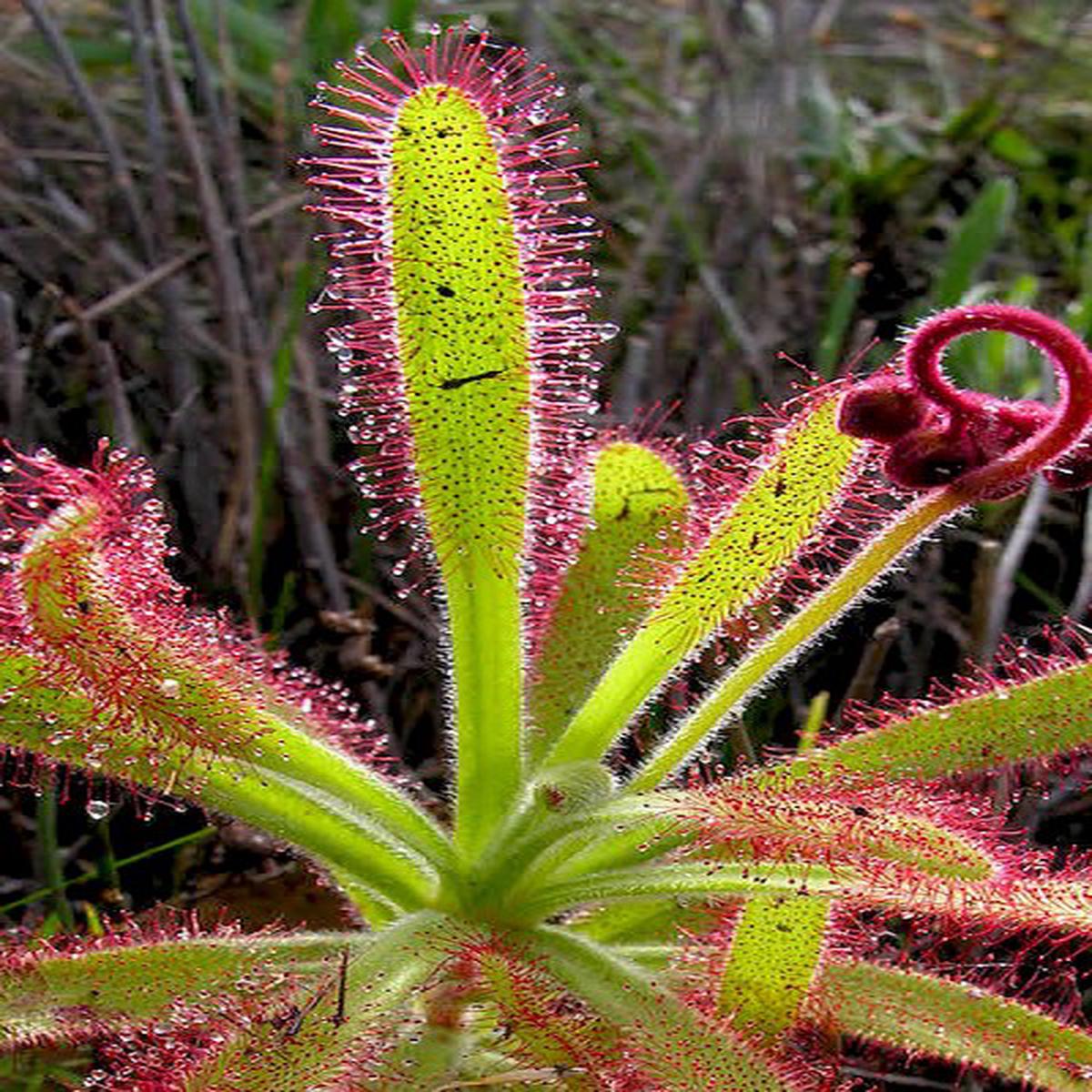 Pink Green Sundew Seeds for Planting  Heirloom, Non-GMO, Premium Quality, High Germination