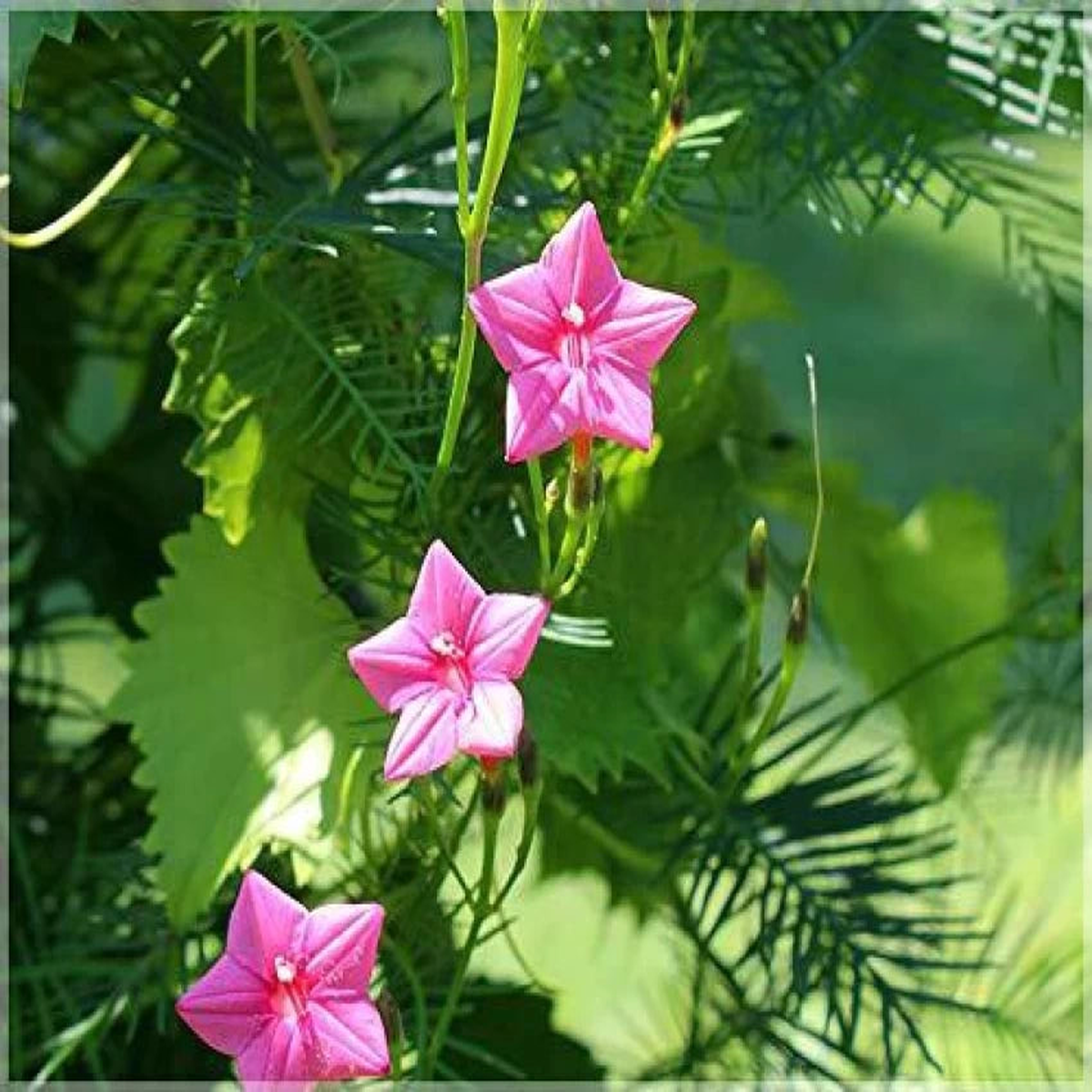 Pink Vinca Art Cypress Creeper Flower Seeds for Planting  Non-GMO, Heirloom, High Germination Seeds