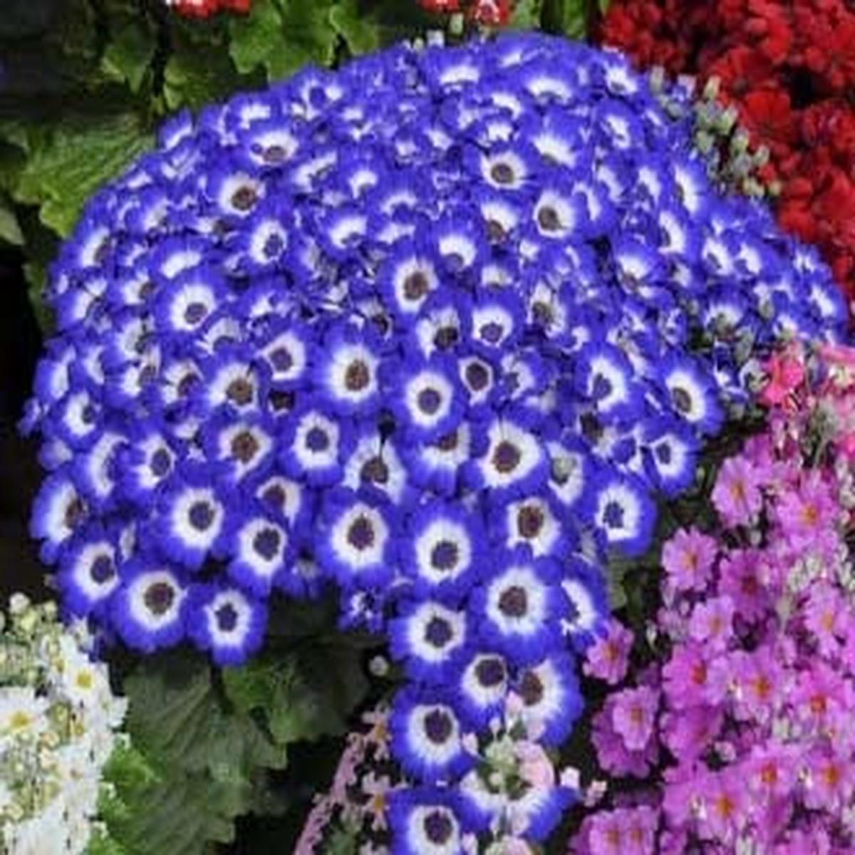 Blue White Primula Flower Seeds for Planting Heirloom, Non-GMO, Vibrant Colors, High Germination