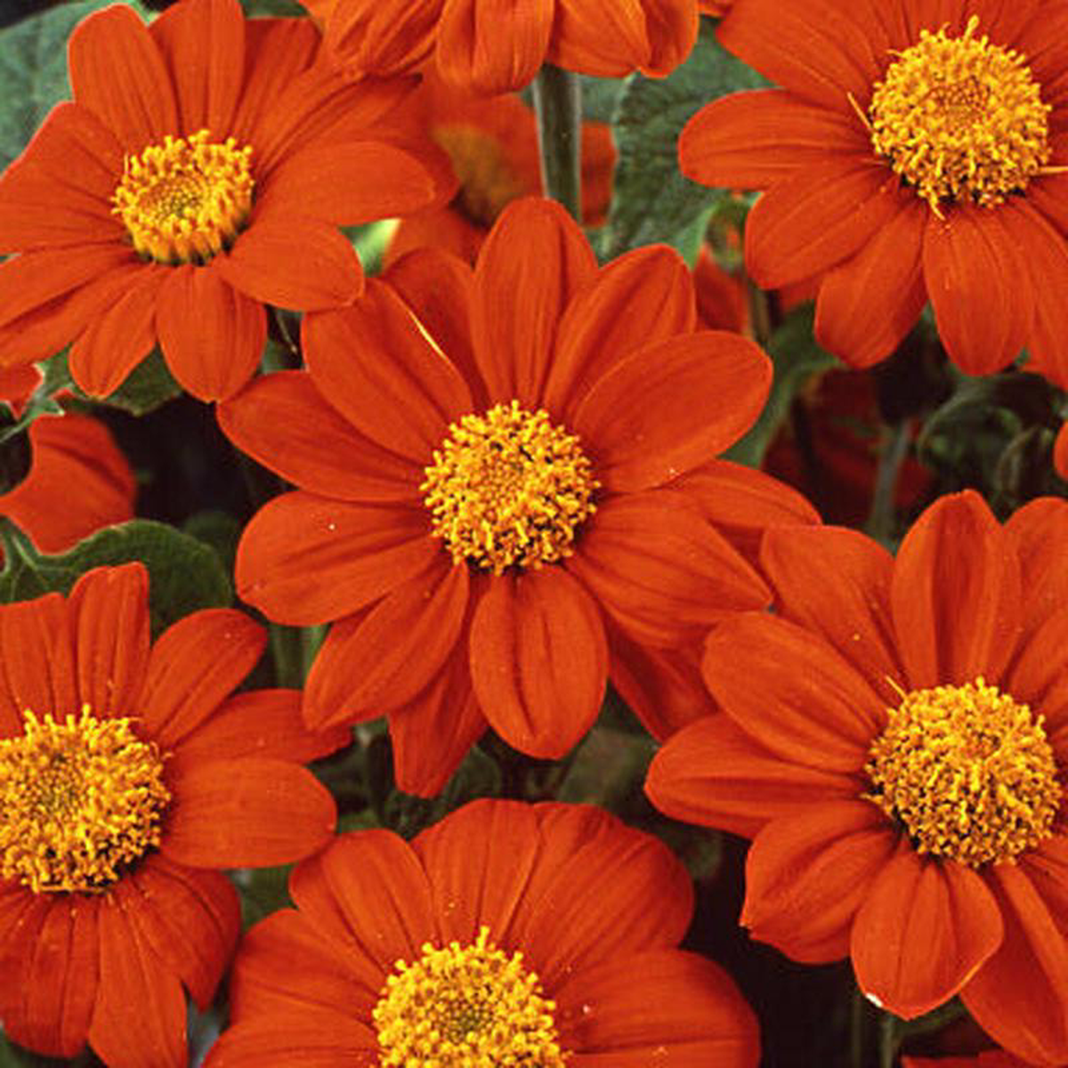 Tithonia Torch 8211 Ontario Seed Company