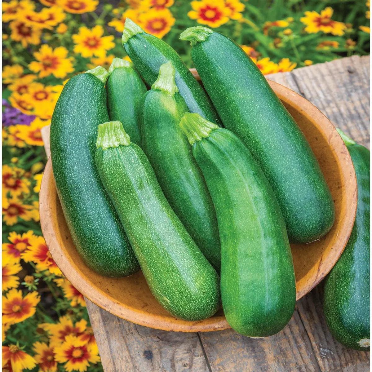 Zucchini Sure Thing Hybrid - Burpee Seeds