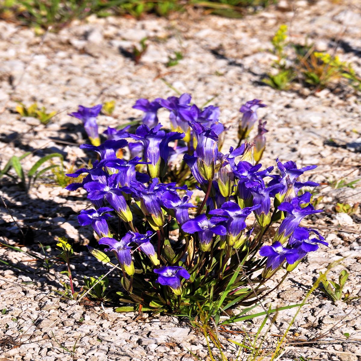 200 FRINGED GENTIAN Gentiana Crinita Gentianopsis Native Herb Blue Purple Flower Seeds