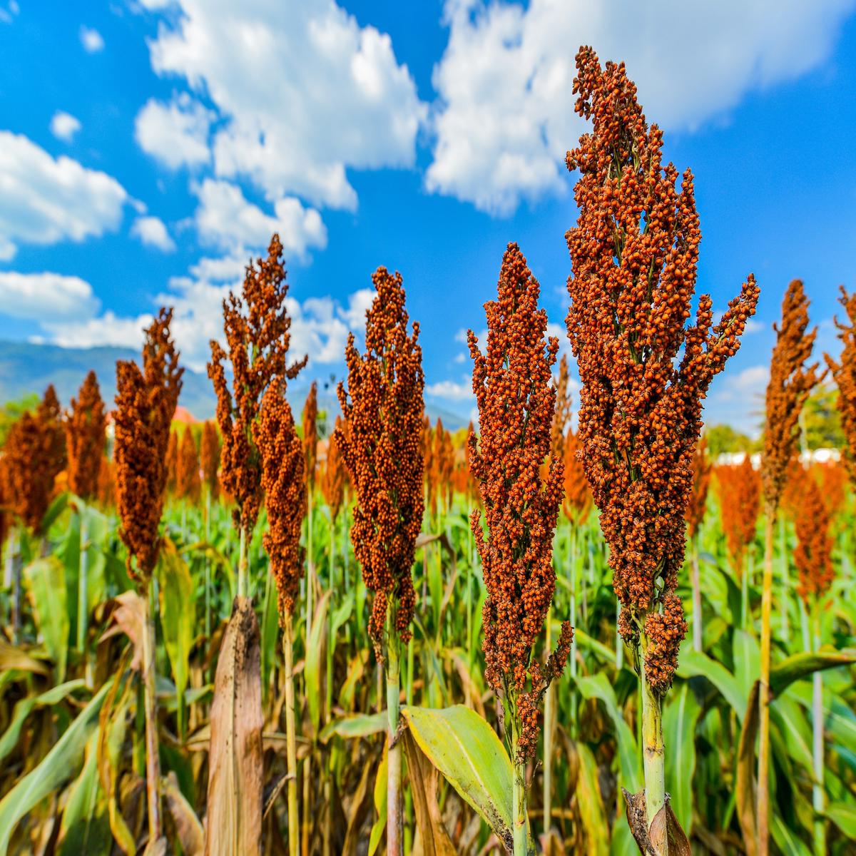 1 Lb BULK HONEY DRIP SORGHUM Bicolor Honey Drop Syrup Grain Vegetable Pound 22,400 Seeds