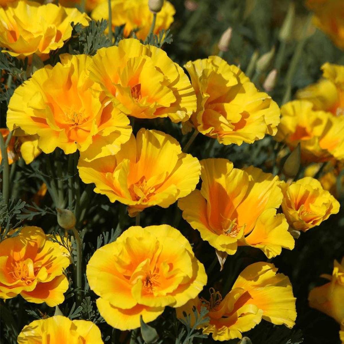 'Yukon Gold' Poppy Seeds
