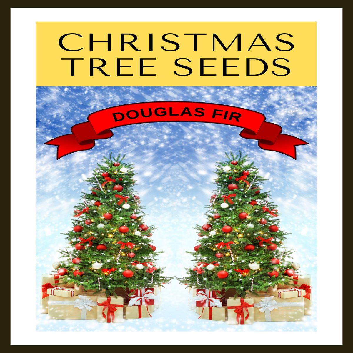 20 DOUGLAS FIR Tree Abies Pseudotsuga Menziesii Christmas Tree Blue Douglas Pine Spruce Native Evergreen Seeds - Grow Your Own Christmas Tree - Douglas Fir