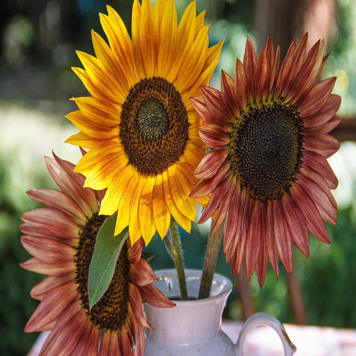 100 AUTUMN BEAUTY SUNFLOWER Helianthus Annuus Flower Seeds