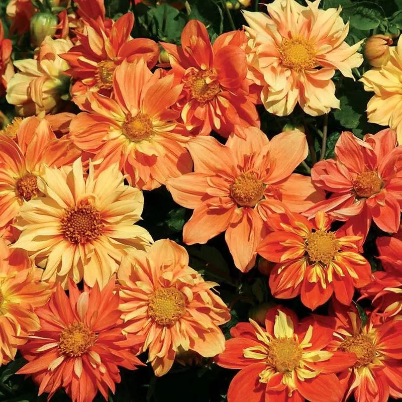 'Sunny Reggae' Dahlia Seeds