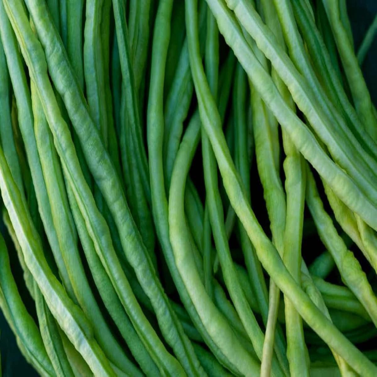 Asparagus Beans Cowpea Seeds for Planting  Heirloom Non-GMO Long Pods  Organic Garden Seeds for Vertical Growing