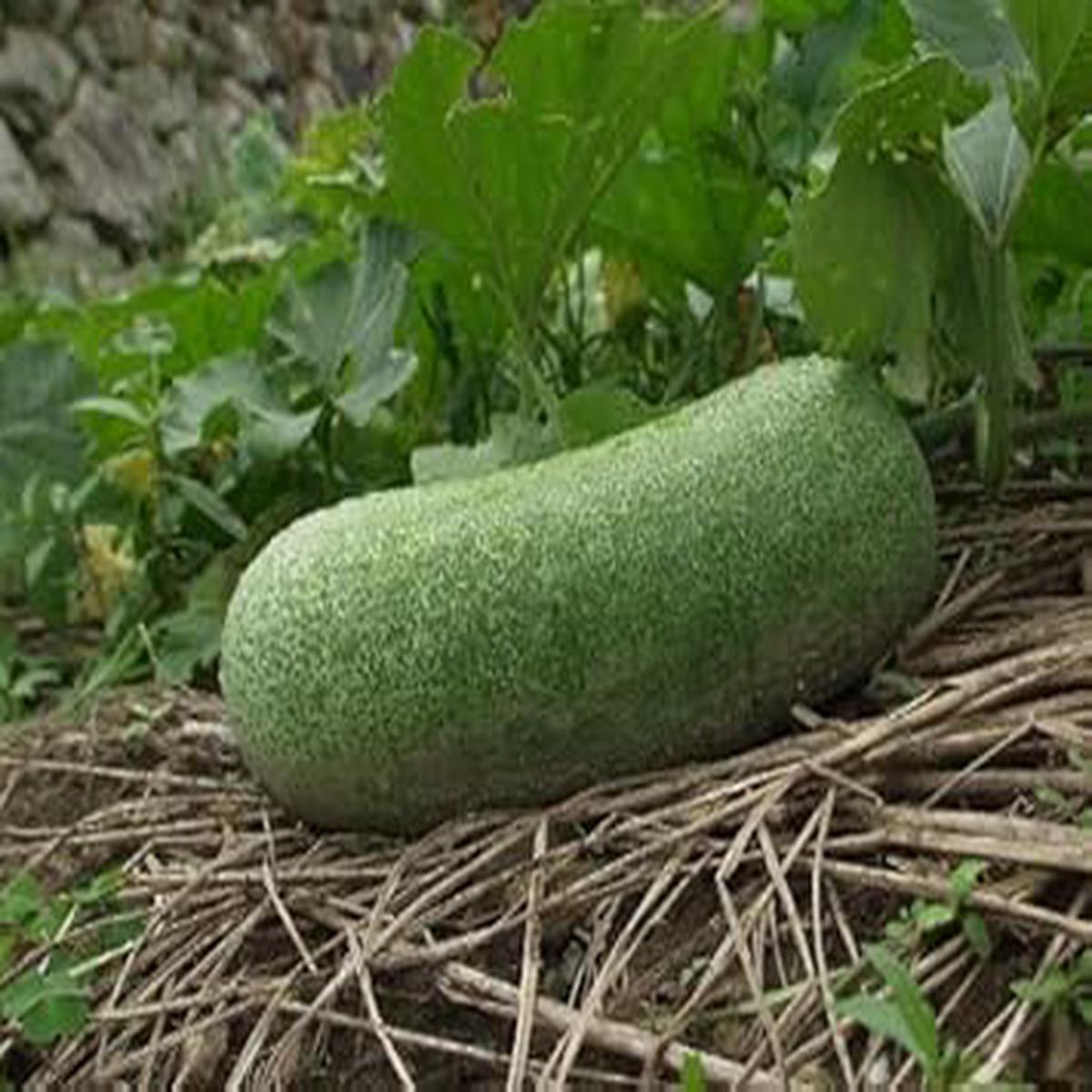 Benincasa Vegetable Seeds for Planting Heirloom Non-GMO Organic Garden Seeds, High Germination