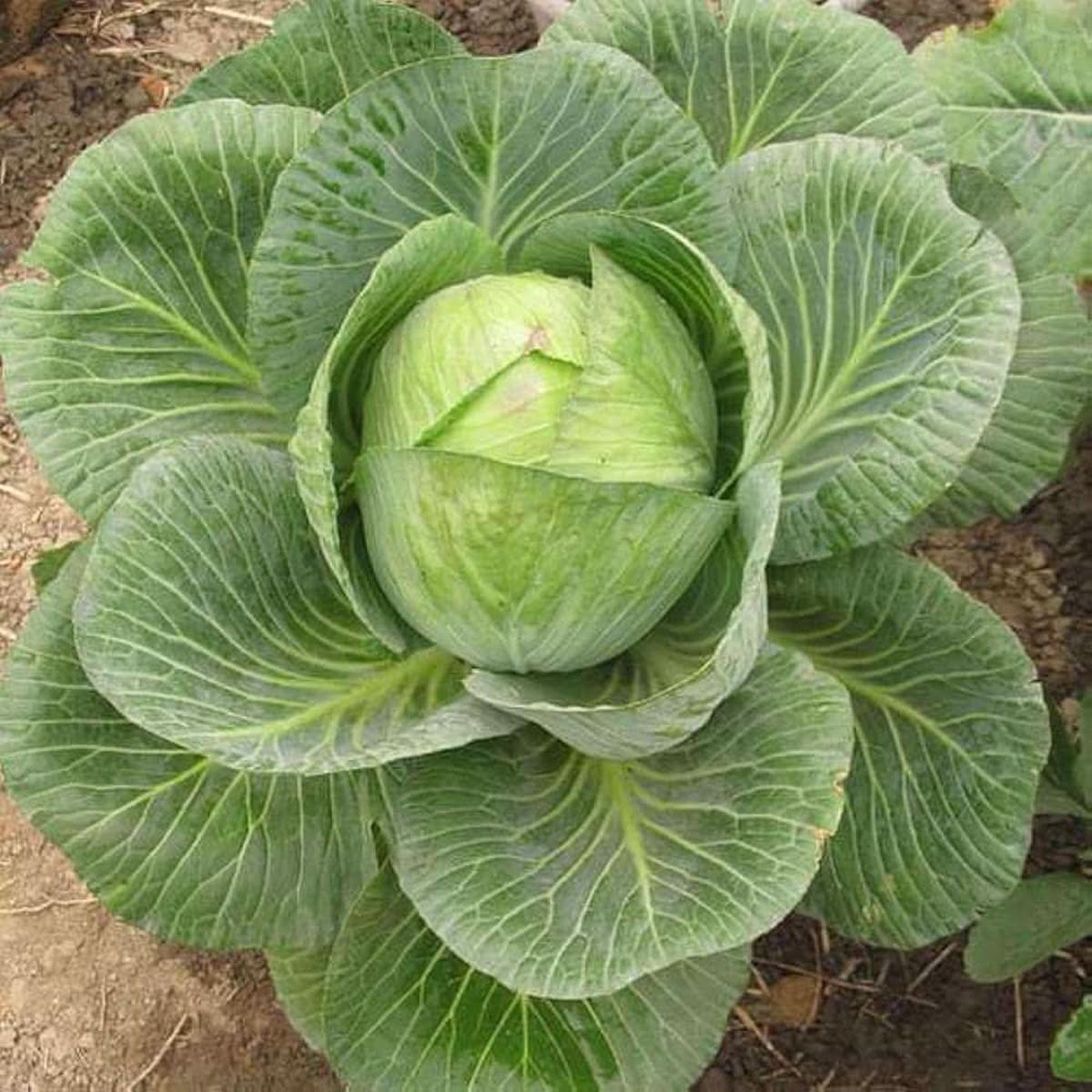 Brassica Brassica oleracea Vegetable Seeds for Planting Mix Color in Kitchen Garden
