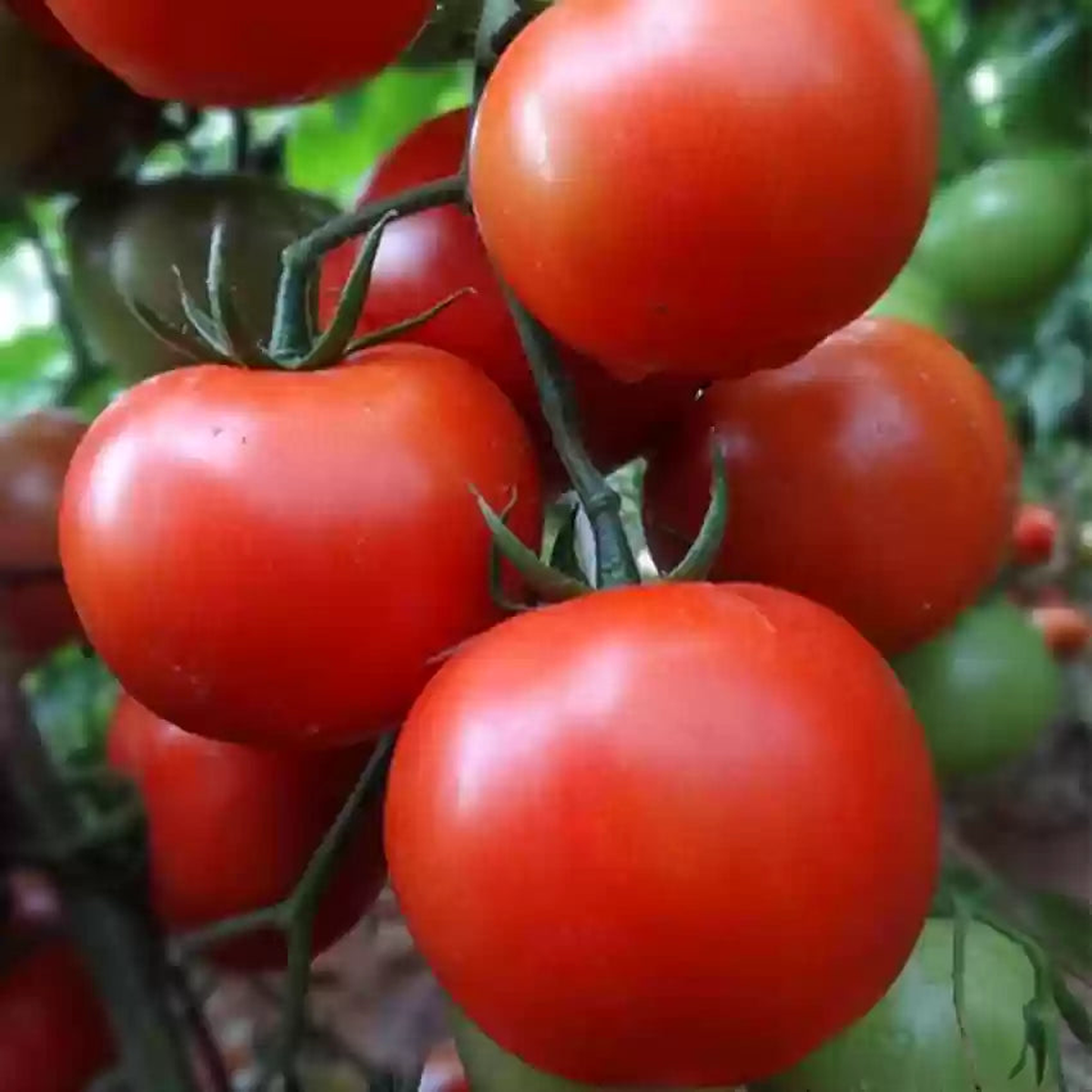 Burpee Celebrity Hybrid Red Tomato Seeds for Planting  Heirloom, Non-GMO, High Germination Vegetable Seeds