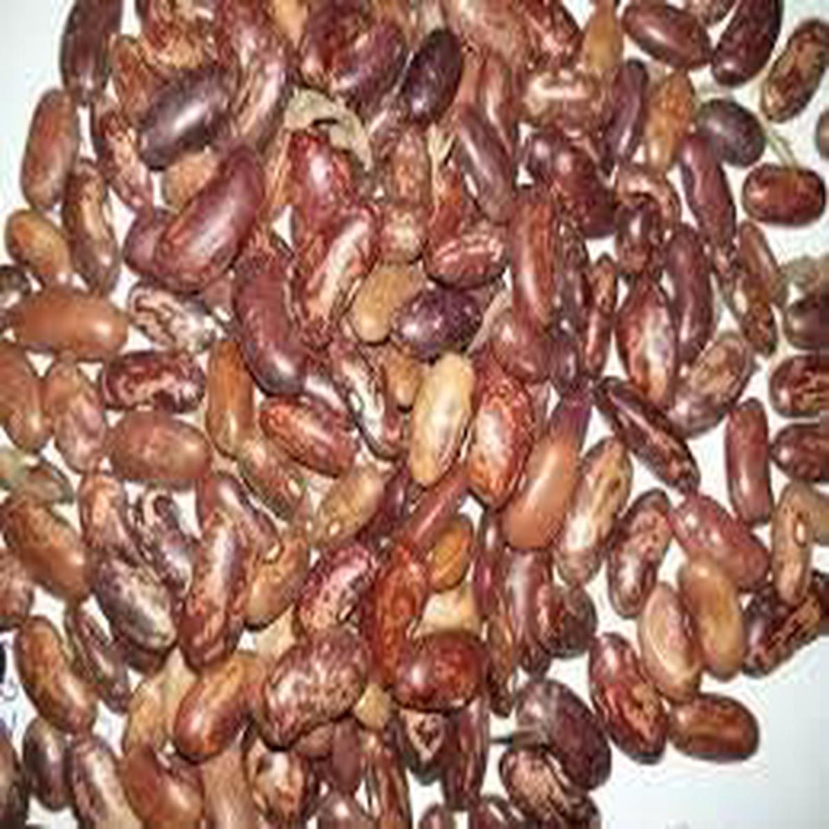 Bush Lima Bean Seeds for Planting Heirloom, Non-GMO Nutritious, Productive Plants for Organic Vegetable Gardens