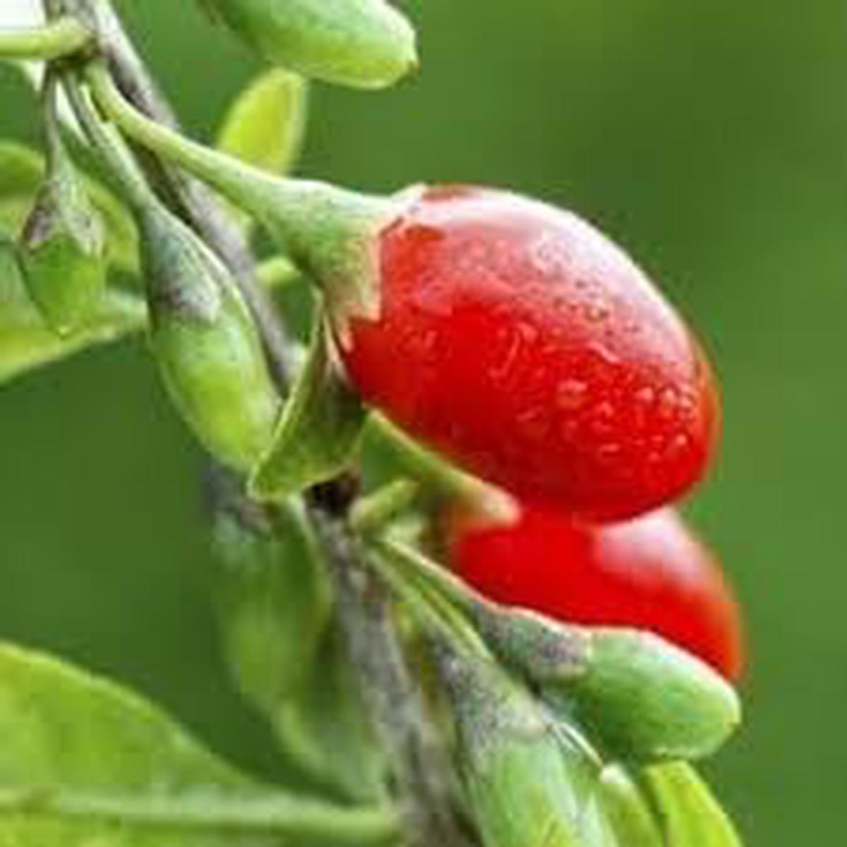 Chile Pequin Seeds for Planting  Heirloom, Non-GMO, Organic Garden Seeds, High Germination, Tiny Hot Peppers for Bold Cooking