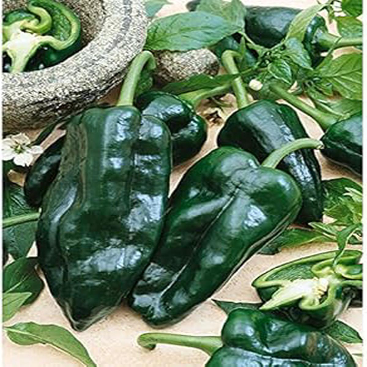 Green Ancho Poblano Seeds for Planting  Heirloom, Non-GMO, High Germination Organic Garden Seeds