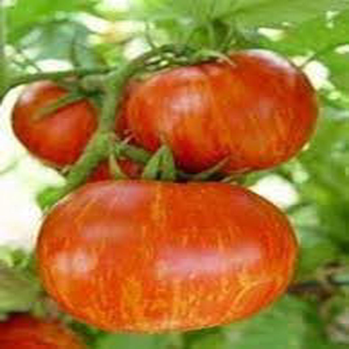 Heirloom Non-GMO Striped Tomato Seeds for Planting  High Germination Organic Garden Vegetable Seeds