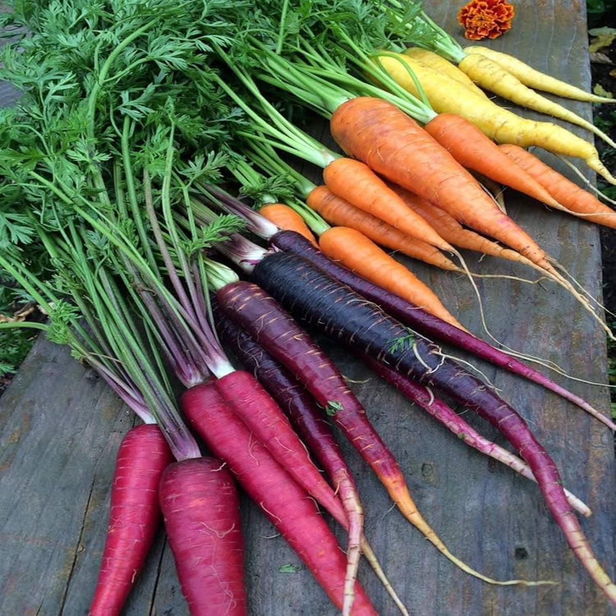 Rainbow Carrot Daucus carota Vegetable Seeds for Planting in Vegetable Patch