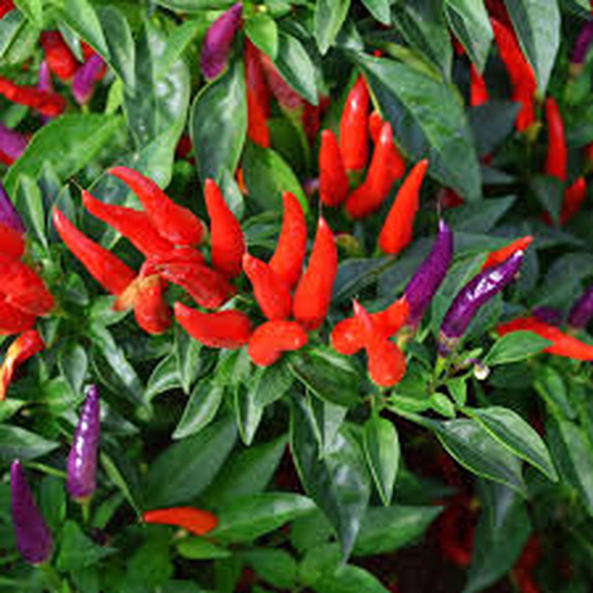 Sangria Pepper Vegetable Seeds for Planting Heirloom, Non-GMO, High Germination Organic Garden Seeds