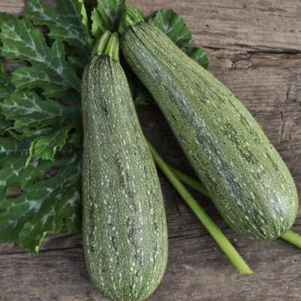 Zucchini Squash Seeds for Planting  Heirloom, Non-GMO, Easy to Grow, Summer Variety