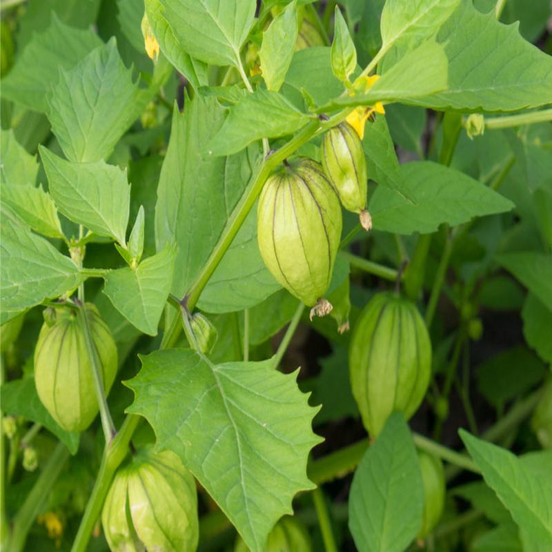 20 Organic Green Tomatillo Vegetable Seeds