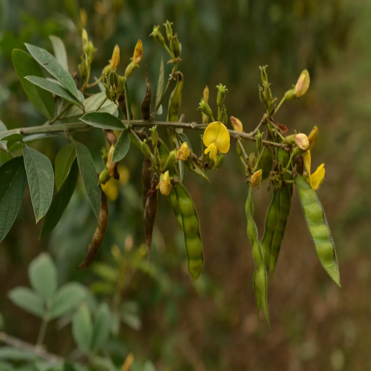 Cajanus Plant Seeds for Planting NON GMO Seeds