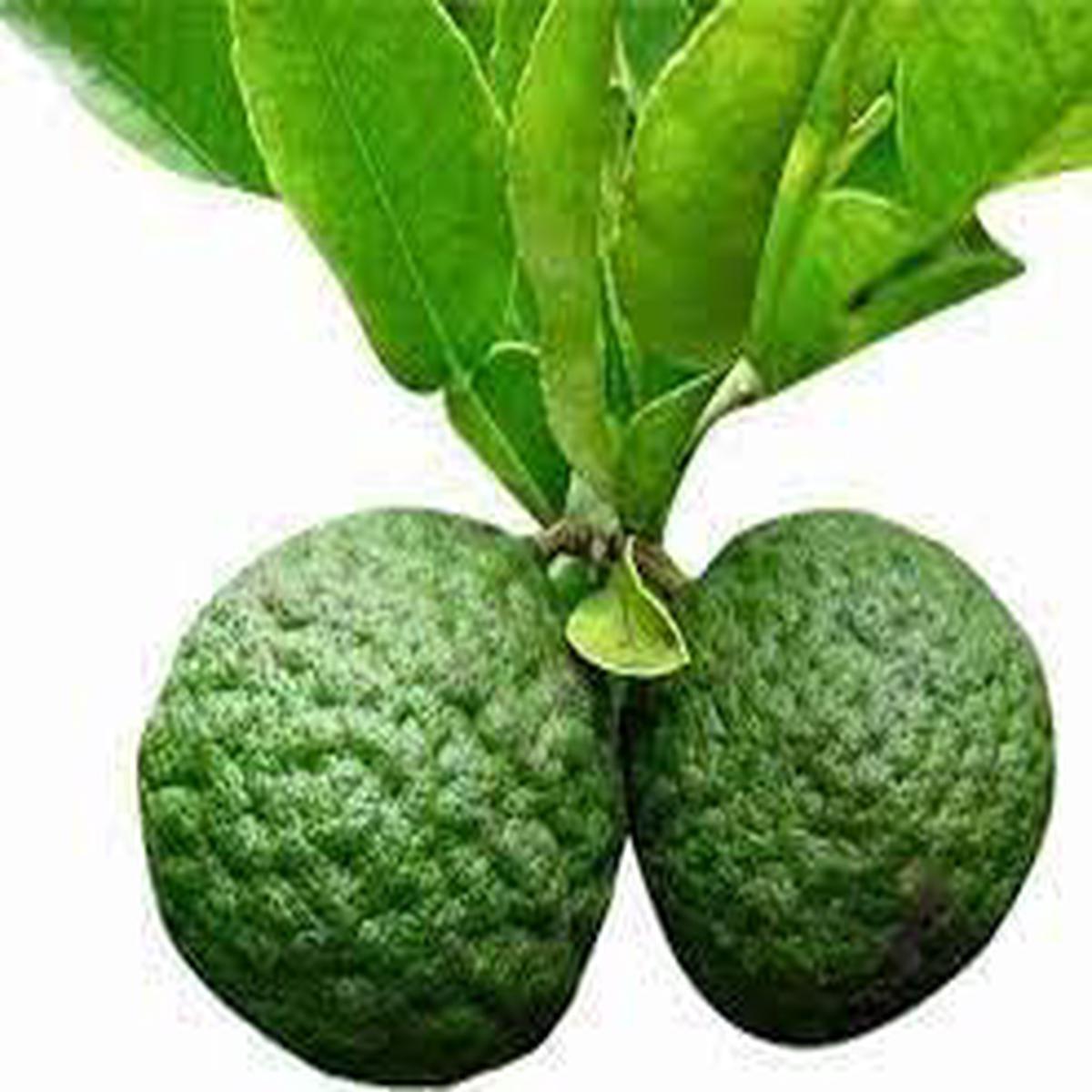 Kaffir Lime Fruit Seeds for Planting Aromatic Citrus for Culinary Use, Heirloom & Non-GMO, High Germination