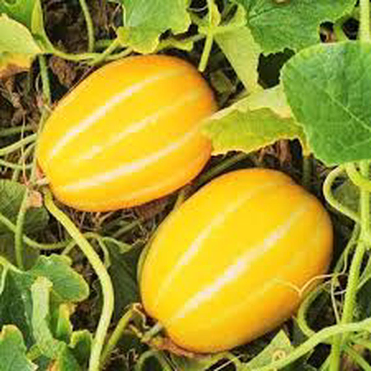 Korean Melon Fruit Seeds for Planting  Grow Fresh, Tasty Melons, Heirloom & Non-GMO Seeds for Home Garden