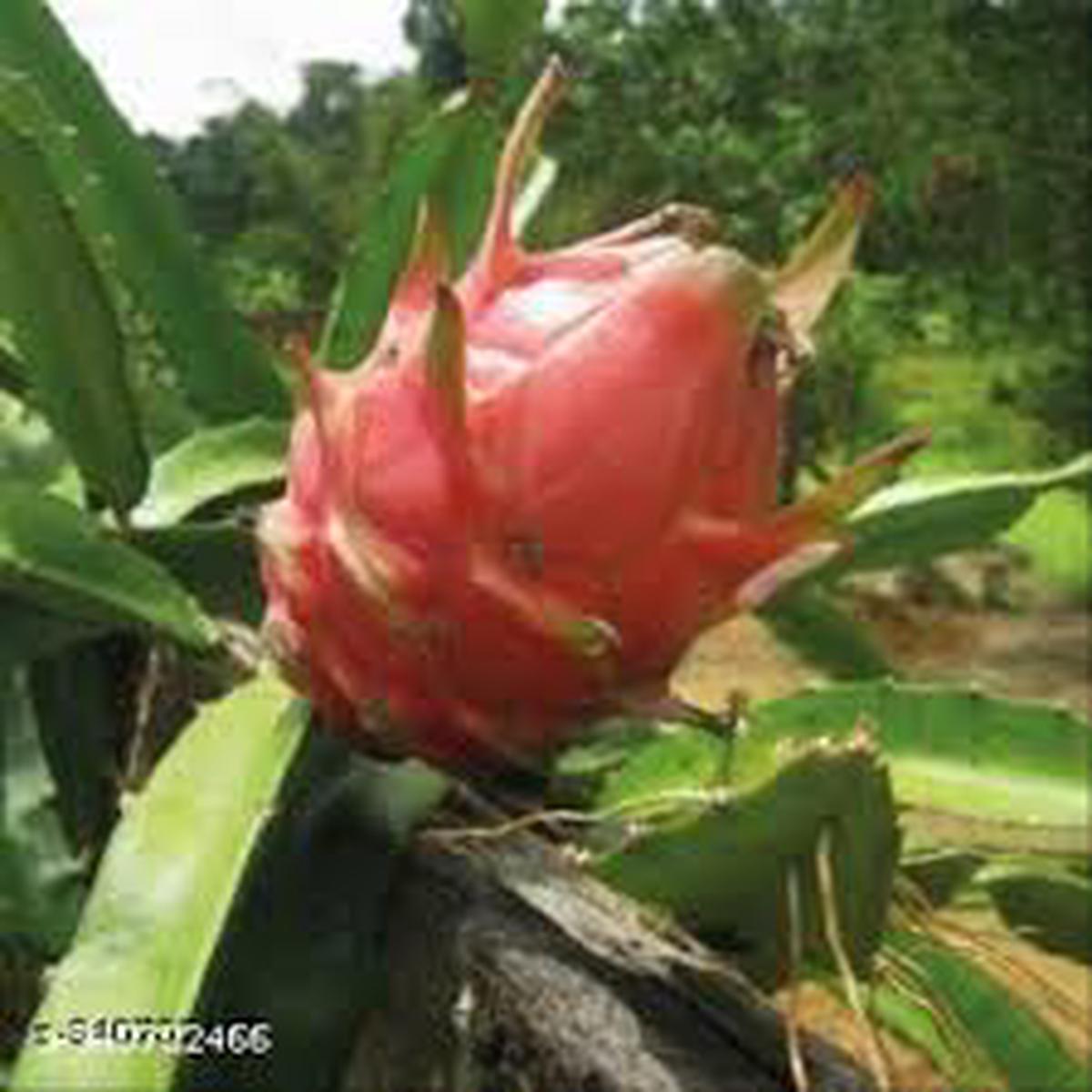 Light Red Pitaya Fruit Seeds for Planting  Heirloom, Non-GMO, High Germination Organic Garden Seeds to Grow Your Own Superfood
