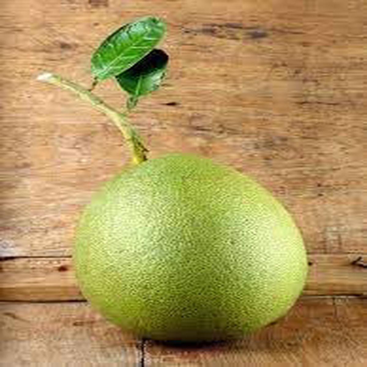 Melon Pinonet Fruit Seeds for Planting  Heirloom & Non-GMO Seeds for Tropical, Refreshing Home Garden Fruits