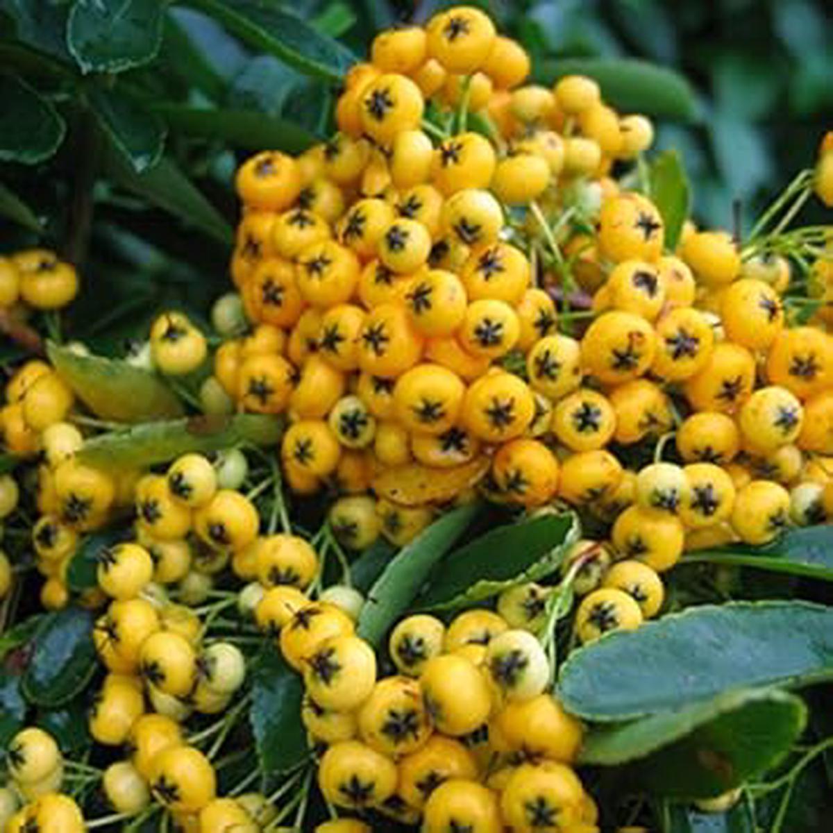 Pink Pyracantha Coccinea Seeds  Ornamental Berry Shrubs