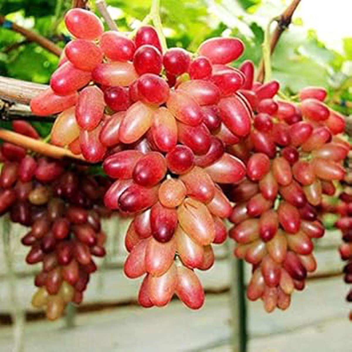 Red Grape Fruit Seeds  50pcs, Perfect for Home Vineyard, Heirloom & Non-GMO Seeds for Garden