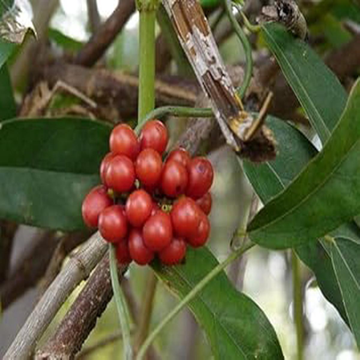 Tiliacora Fruit Seeds for Planting  NON GMO Heirloom Seeds for Home Garden