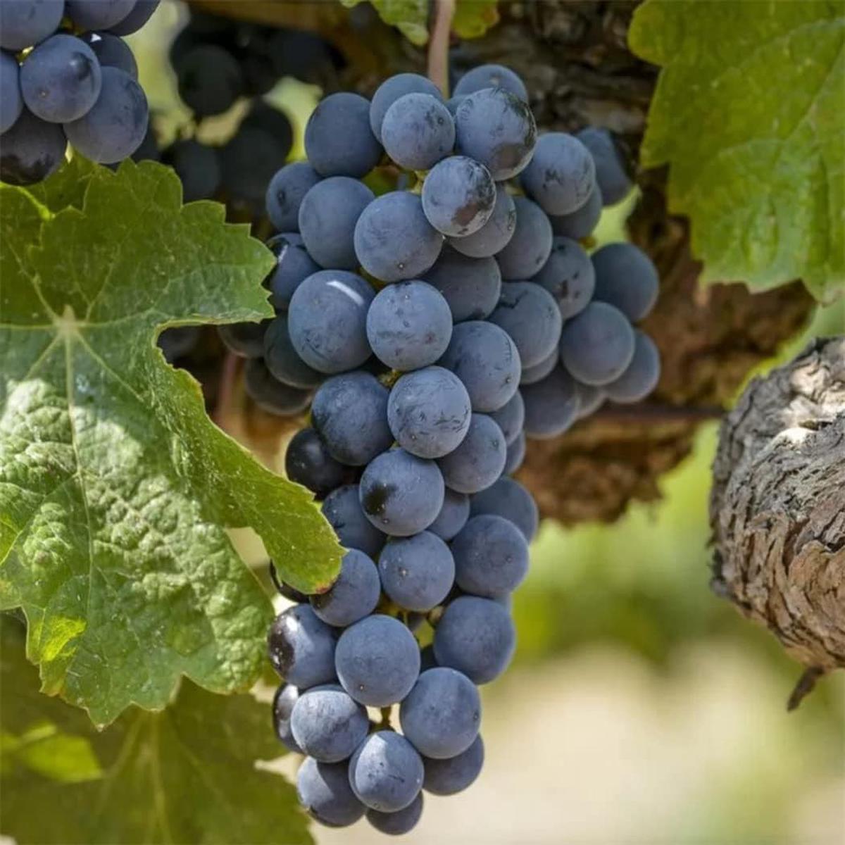 Uva Trepadoras Fruit Seeds for Planting Sweet, Elegant Grapevines, Heirloom & Non-GMO, High Germination Seeds