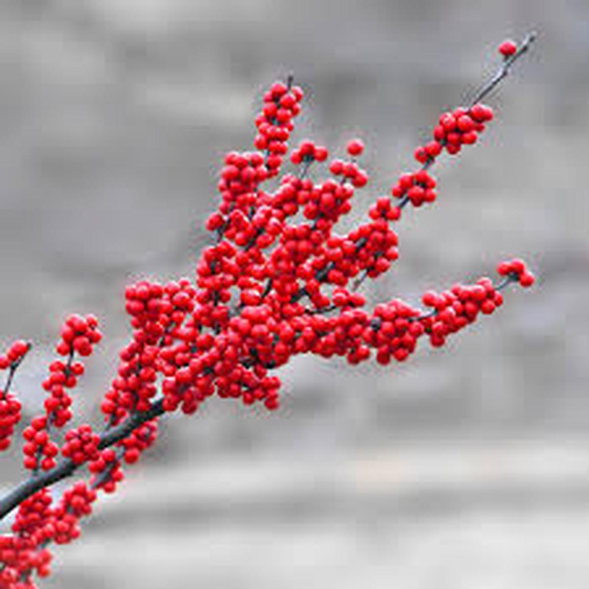Winterberry Holly Fruit Seeds for Planting  Heirloom, Non-GMO, High Germination Organic Garden Seeds for Ornamental, Berry-Bearing Shrubs
