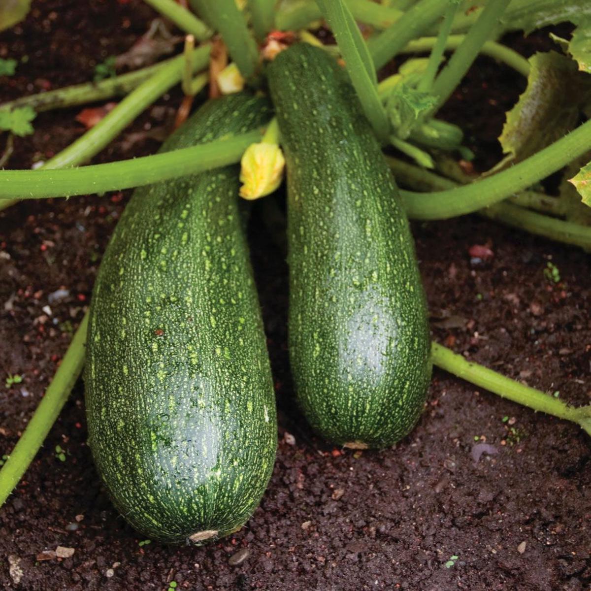 Zucchini Vegetable Seeds for Planting Heirloom, Non-GMO, Easy to Grow, Summer Squash Variety