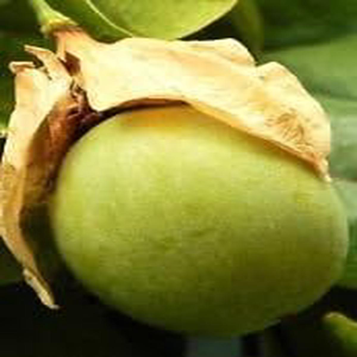 Green Passiflora Maliformis Fruit Seeds for Planting  NON GMO Heirloom Passionfruit Seeds