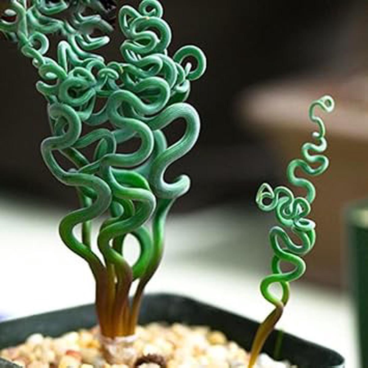 Green Trachyandra Plant Seeds for Planting  Heirloom Non-GMO High Germination Organic Garden Seeds