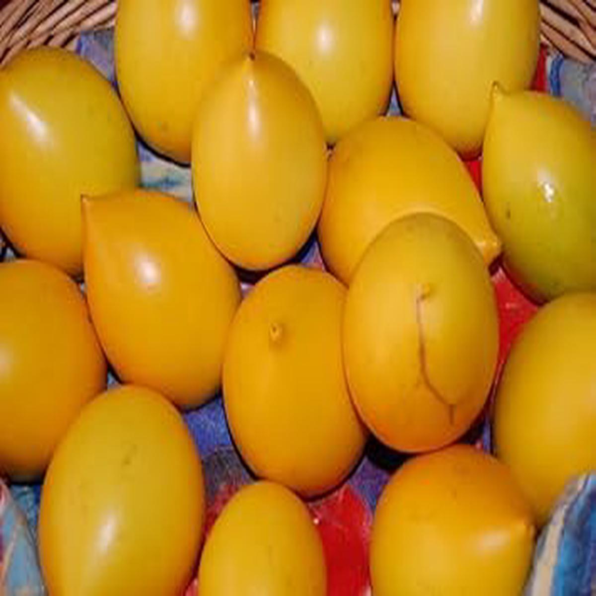 Abiu Fruit Seeds for Planting Heirloom, Non-GMO Seeds for Sweet Tropical Fruits in Home Gardens