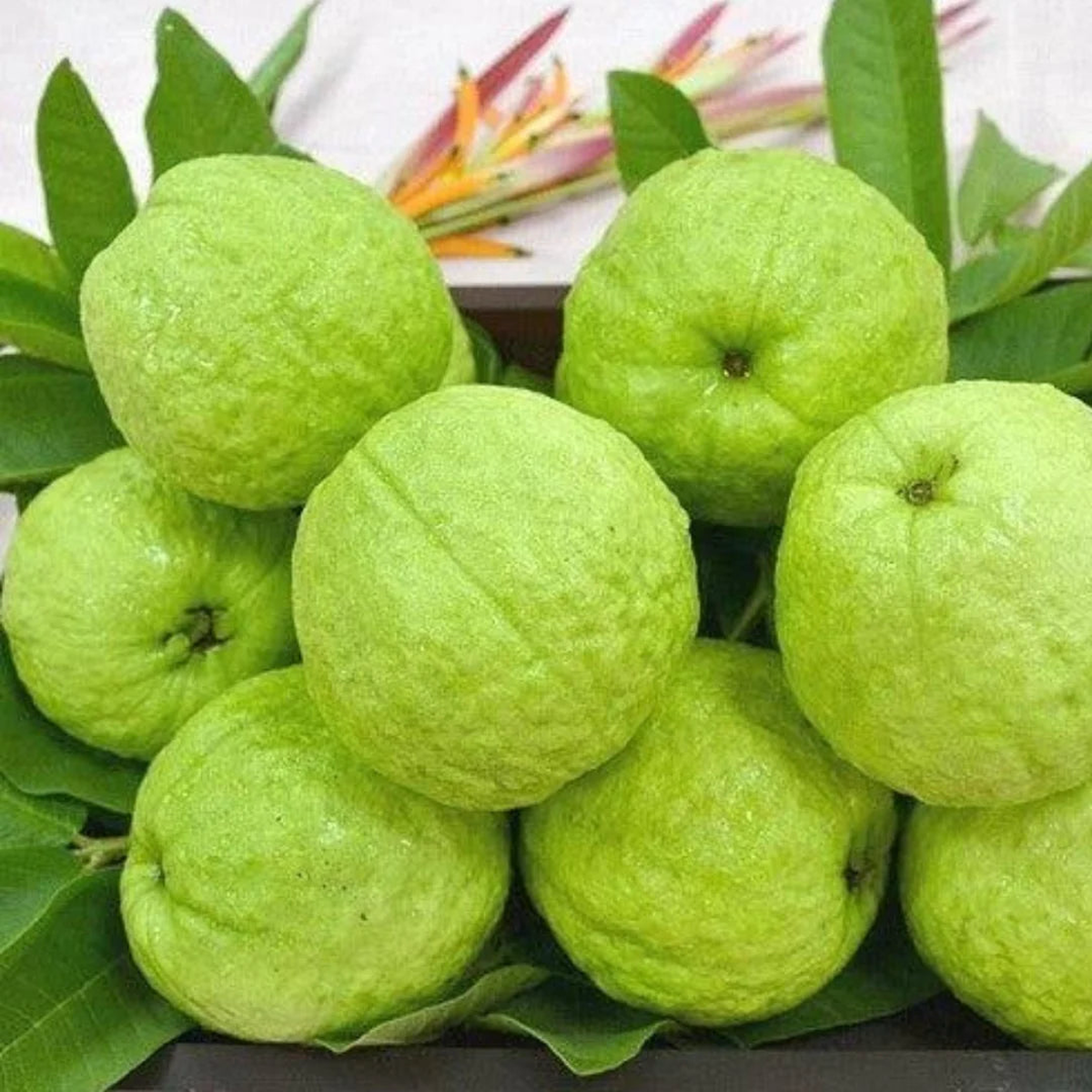 Allahabad Guava Fruit Seeds for Planting Heirloom, Non-GMO, High Germination Organic Seeds for Sweet Tropical Harvests