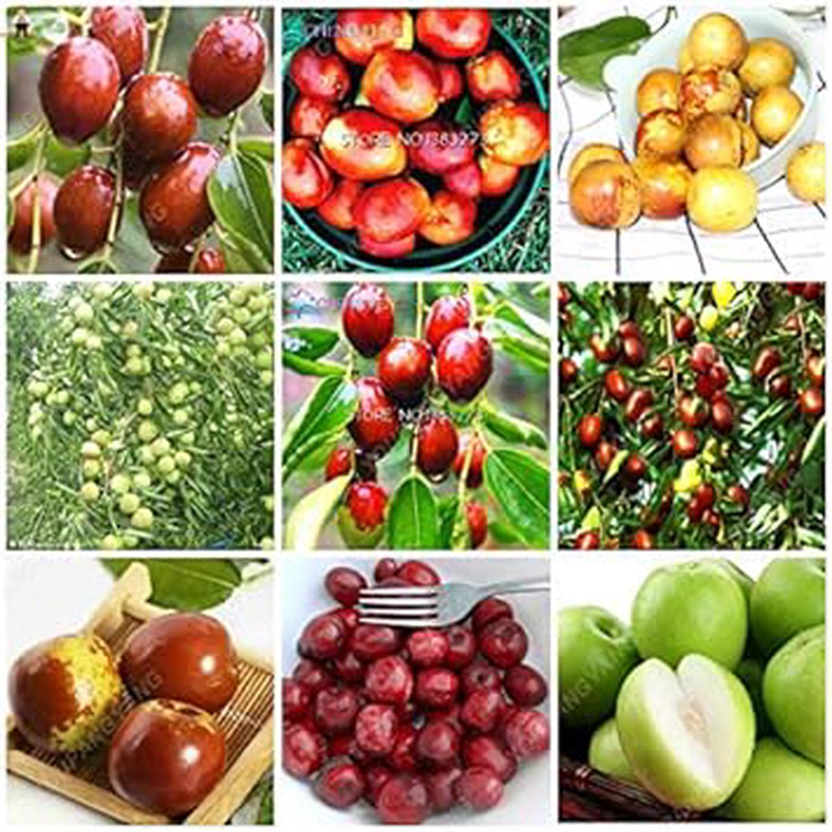 Mixed Jujube Fruit Seeds for Planting Cultivate Diverse Jujube Varieties, Heirloom & Non-GMO, High Germination Seeds