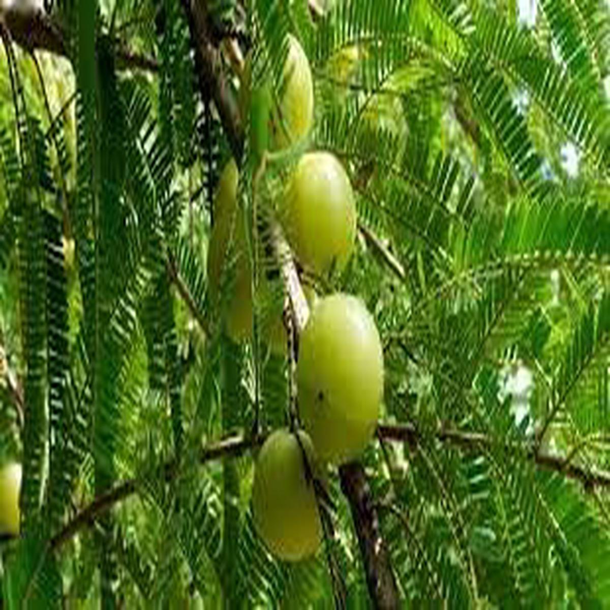 80pcs Amla Fruit Seeds for Planting | Heirloom Non-GMO Organic Seeds for Ayurvedic Superfruit