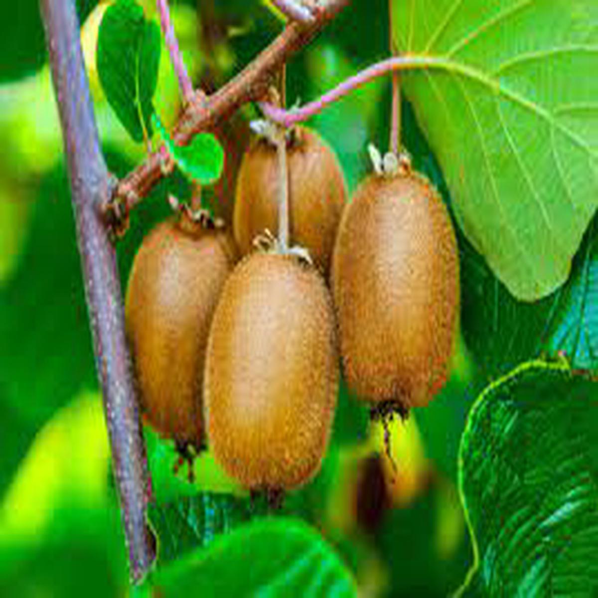 Actinidia Polygama Plant Seeds for Planting  Heirloom Non-GMO High Germination Organic Garden Seeds