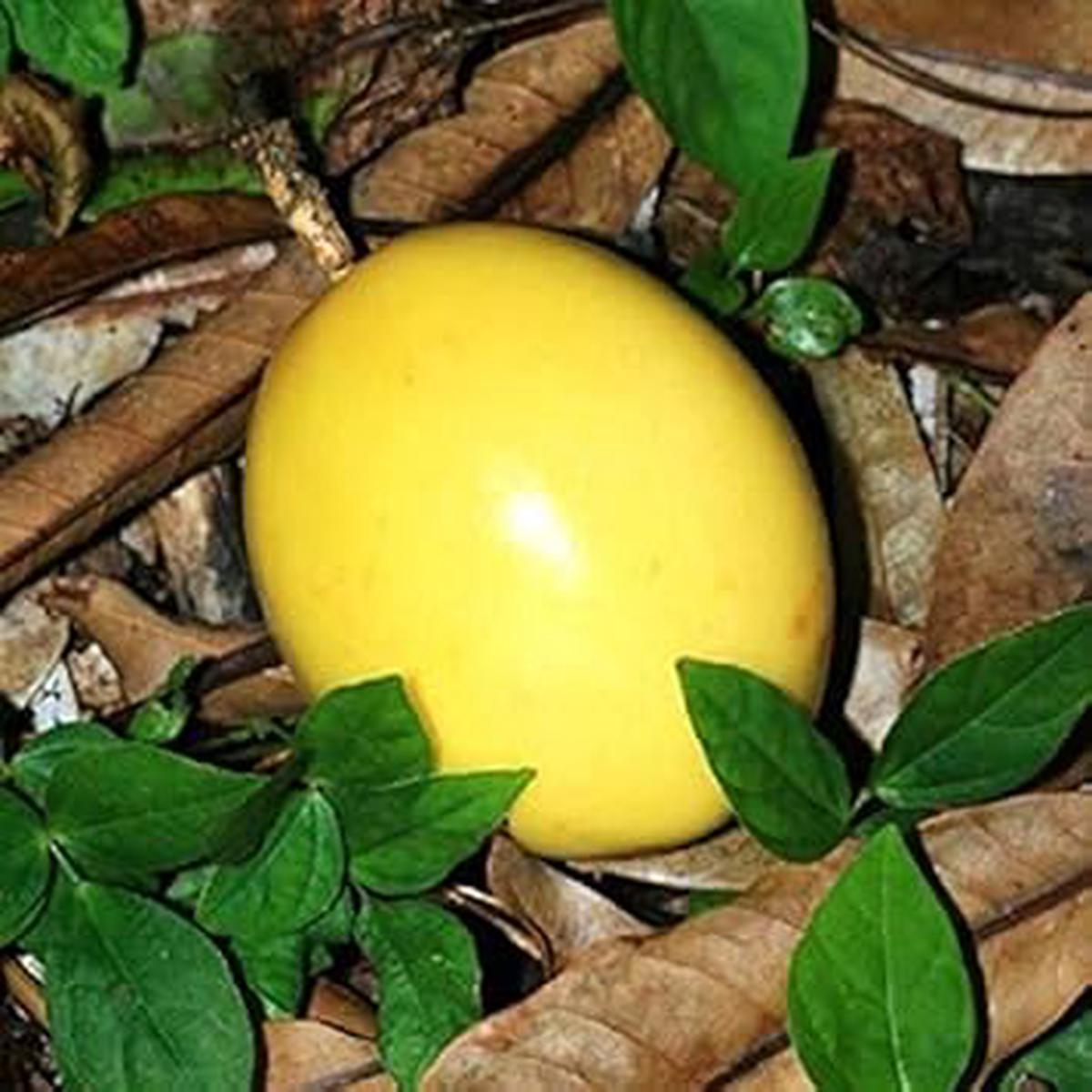 Passion Fruit Seeds for Planting Yellow Variety, Heirloom & Non-GMO Seeds for Lush Tropical Gardens