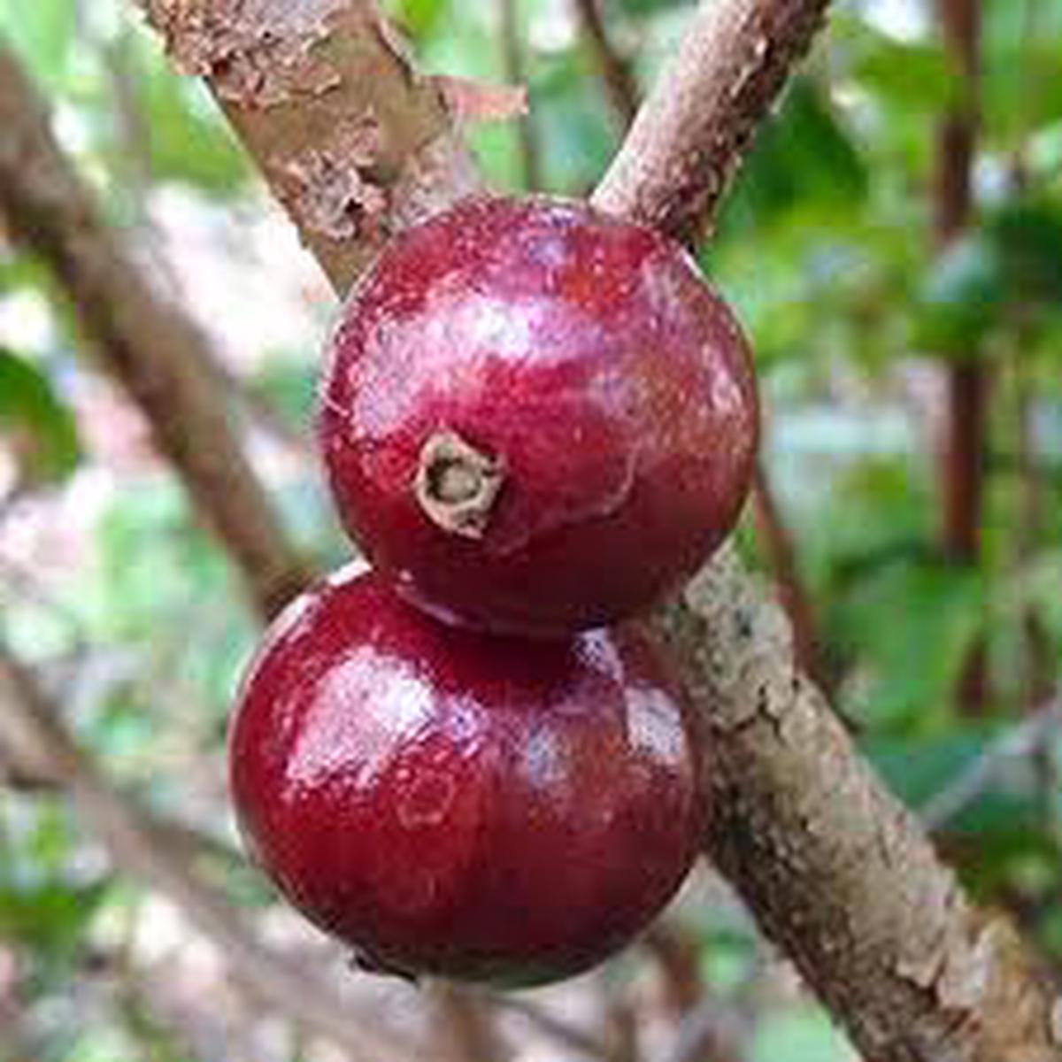 Plinia oblongata Red Jabuticaba Fruit Seeds Grow Unique Brazilian Jabuticaba Trees, Heirloom & Non-GMO
