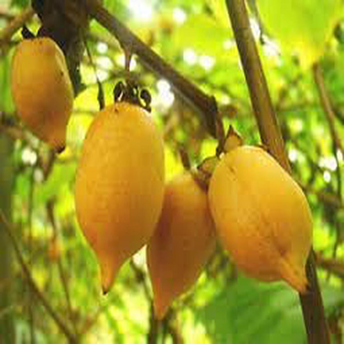 Actinidia Polygama Fruit Seeds for Cultivation  Heirloom & Non-GMO Seeds for Home Backyard Garden