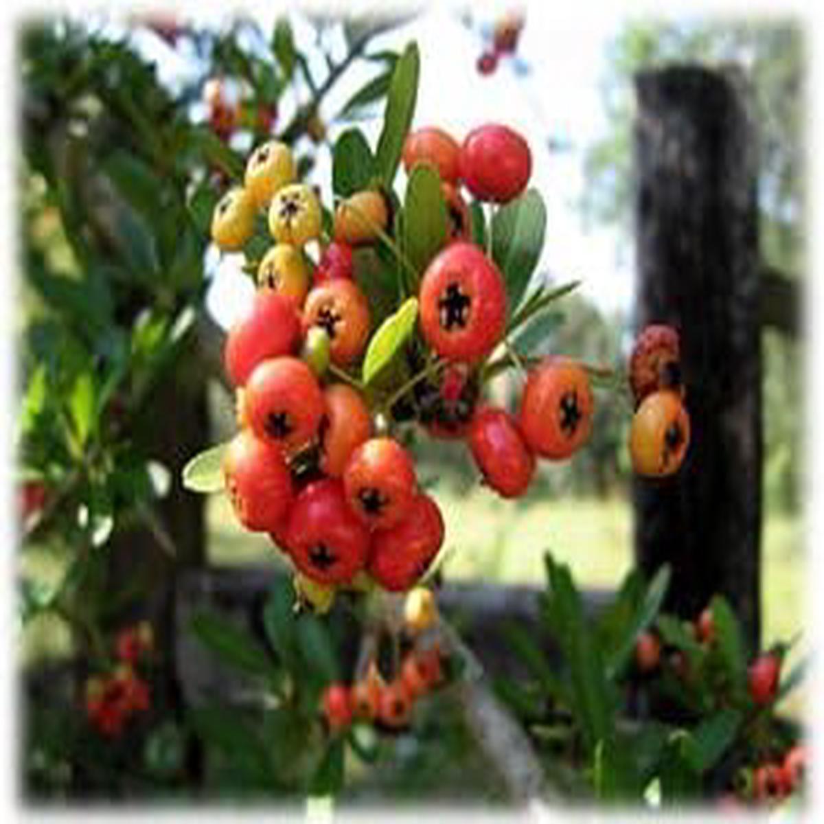 100pcs Red Firethorn Fruit Seeds for Planting | Heirloom Non-GMO Organic Seeds for Hardy, Vibrant Garden Berries