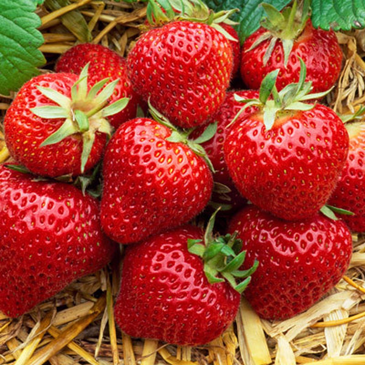 Albion Strawberry Fruit Seeds for Planting  High-Yield, Sweet Berries, Heirloom, High Germination, Non-GMO Organic Garden Seeds