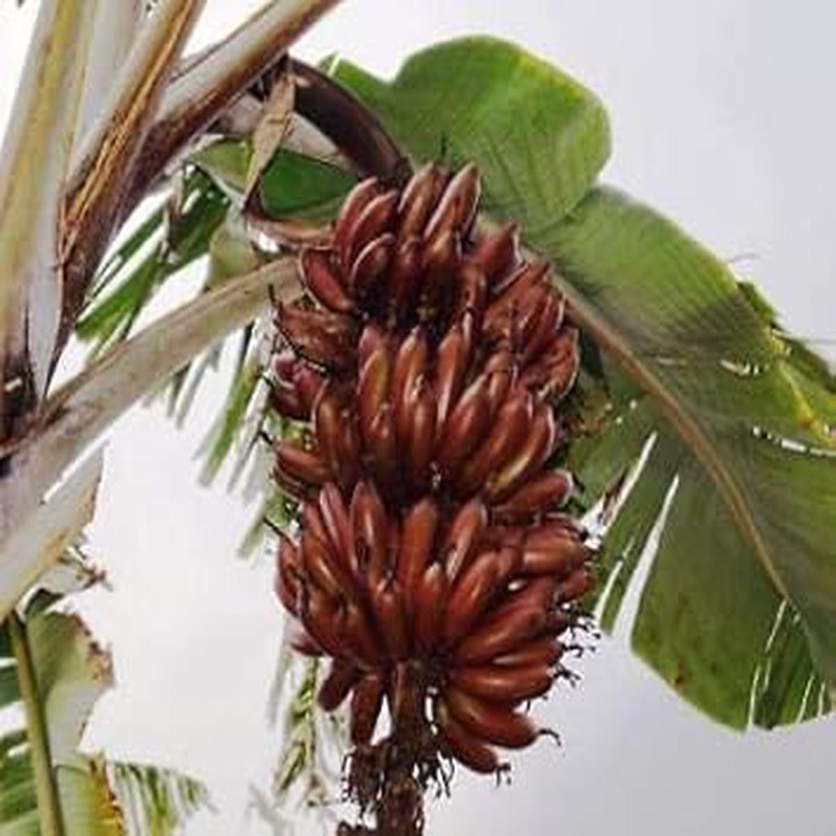 Brown Banana Fruit Seeds for Planting Heirloom, Non-GMO Seeds to Grow Unique, Colorful Banana Trees